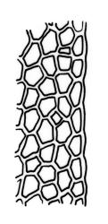 Fissidens rigidulus var. pseudostrictus, laminal cells, margin of dorsal lamina. Drawn from J.E. Beever 73-96a & R.E. Beever, CHR 570078.
 Image: R.C. Wagstaff © Landcare Research 2014 